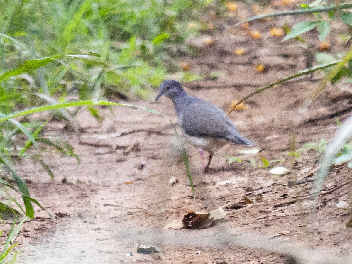 White-tipped Dove - ML138711401