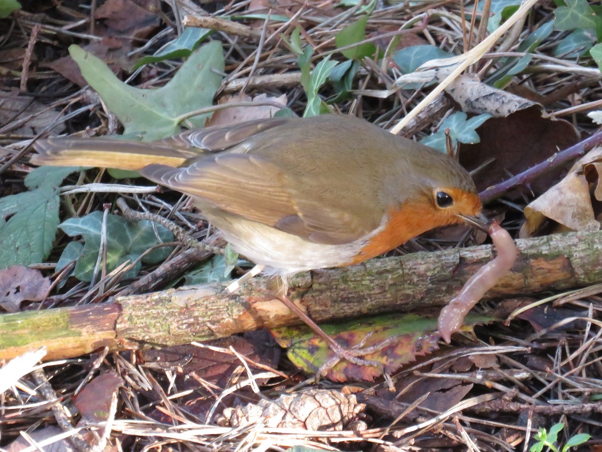 European Robin - ML138711851