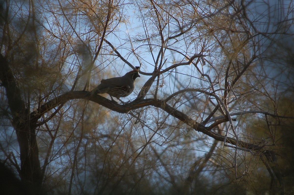 Gambel's Quail - ML138712531