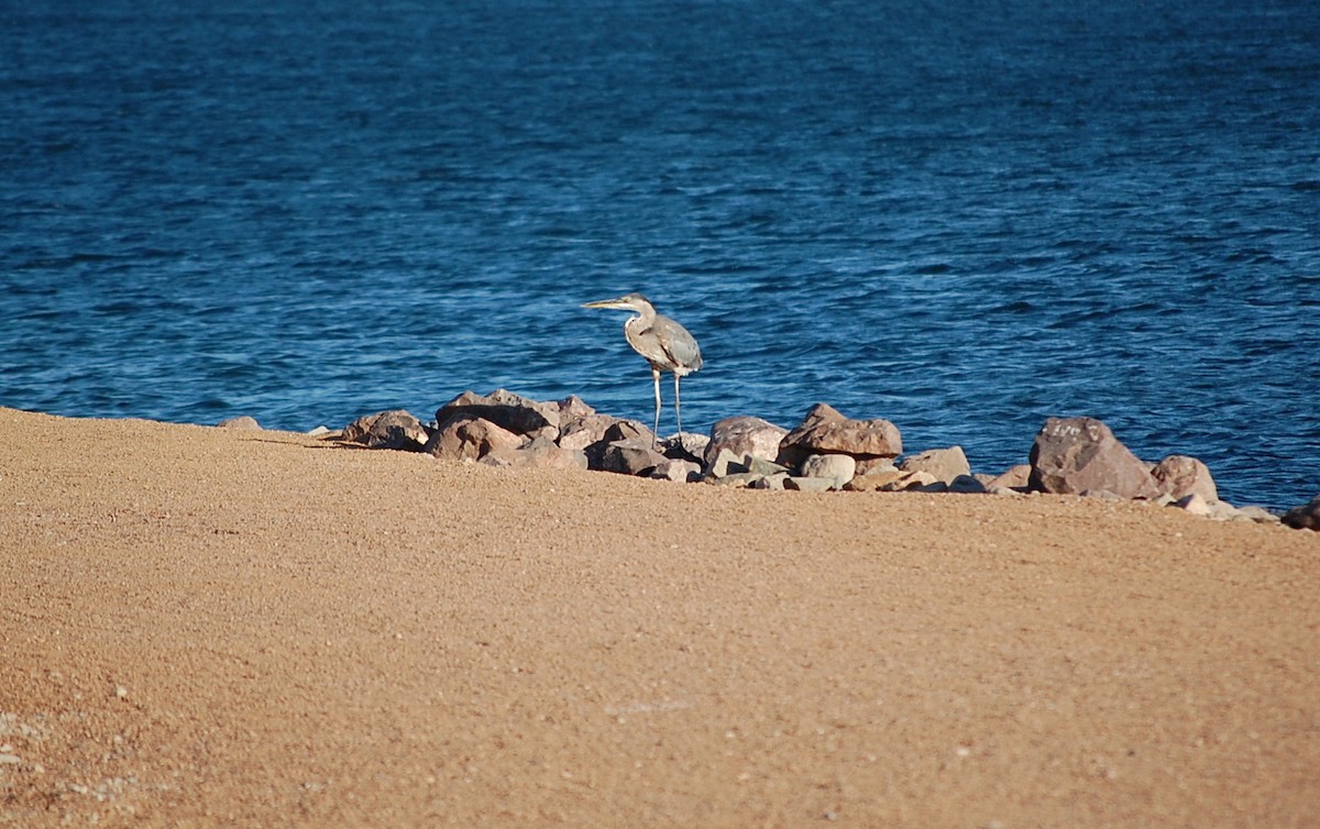 Great Blue Heron - ML138712611