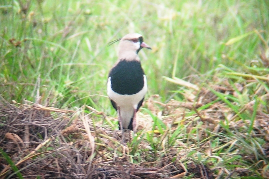 Southern Lapwing - ML138712761