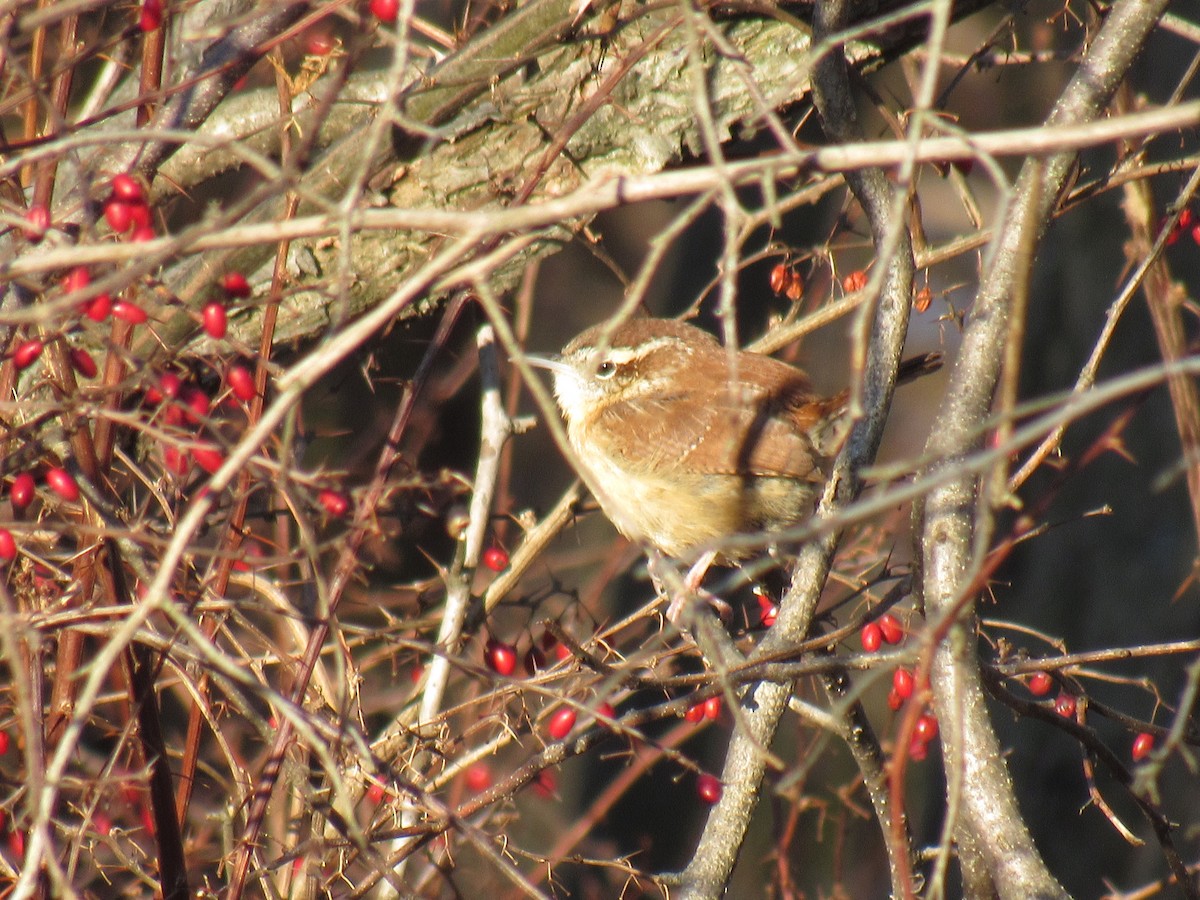 Carolina Wren - ML138712981