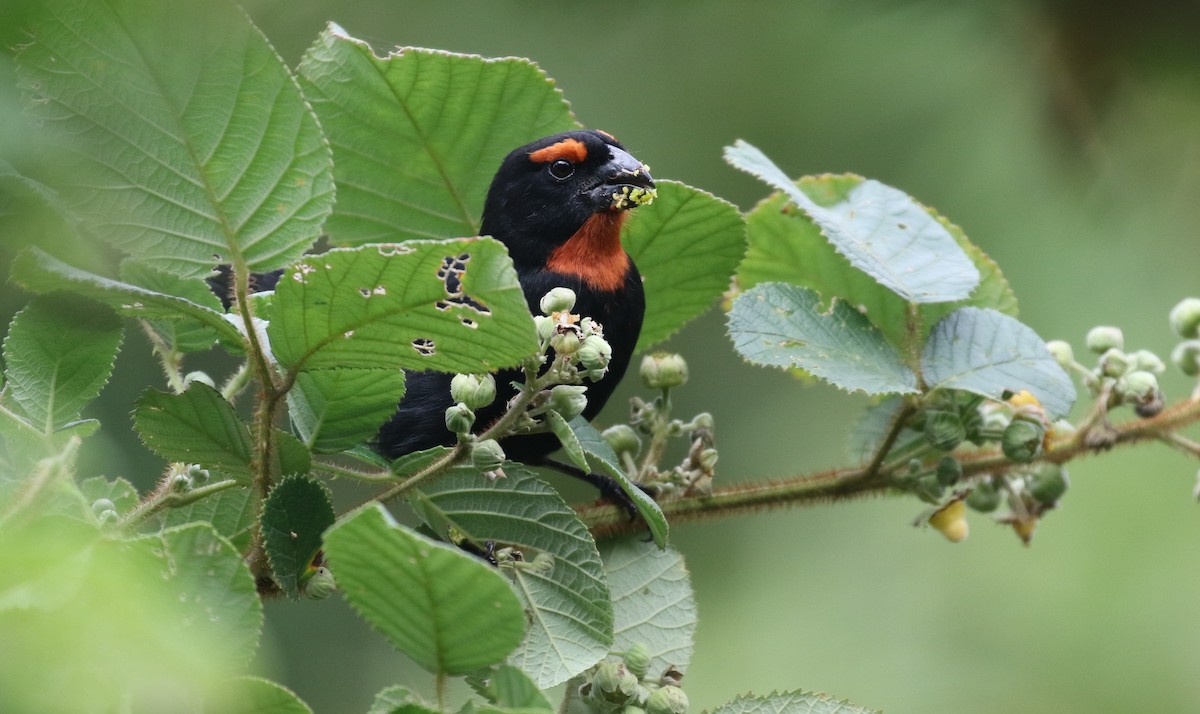 Greater Antillean Bullfinch - ML138713071