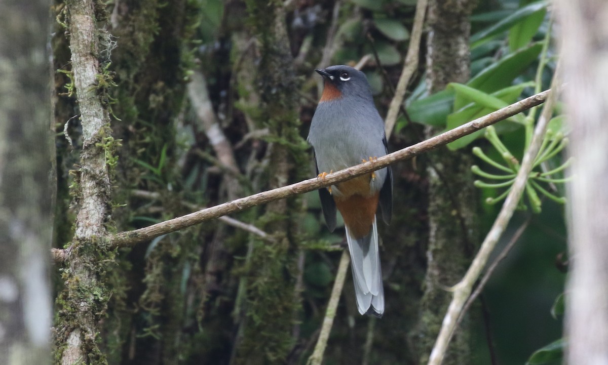 Rufous-throated Solitaire - Michael Woodruff