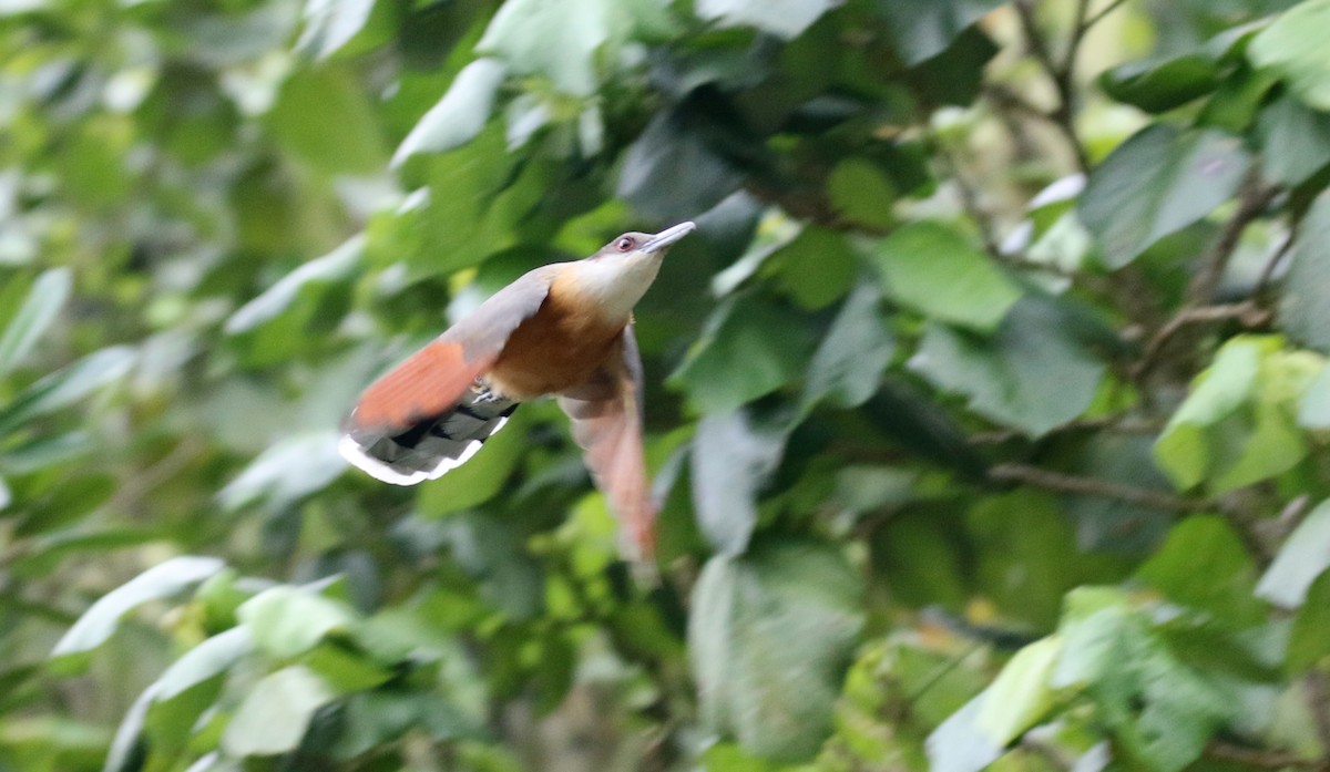 Jamaican Lizard-Cuckoo - ML138713131