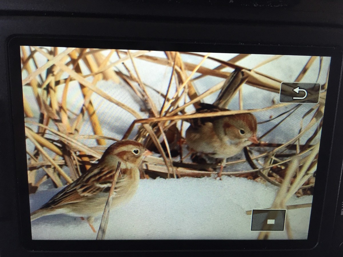 Field Sparrow - ML138713211