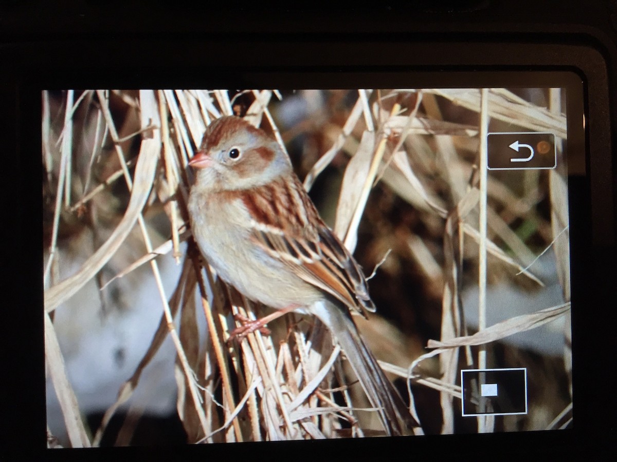 Field Sparrow - ML138713221