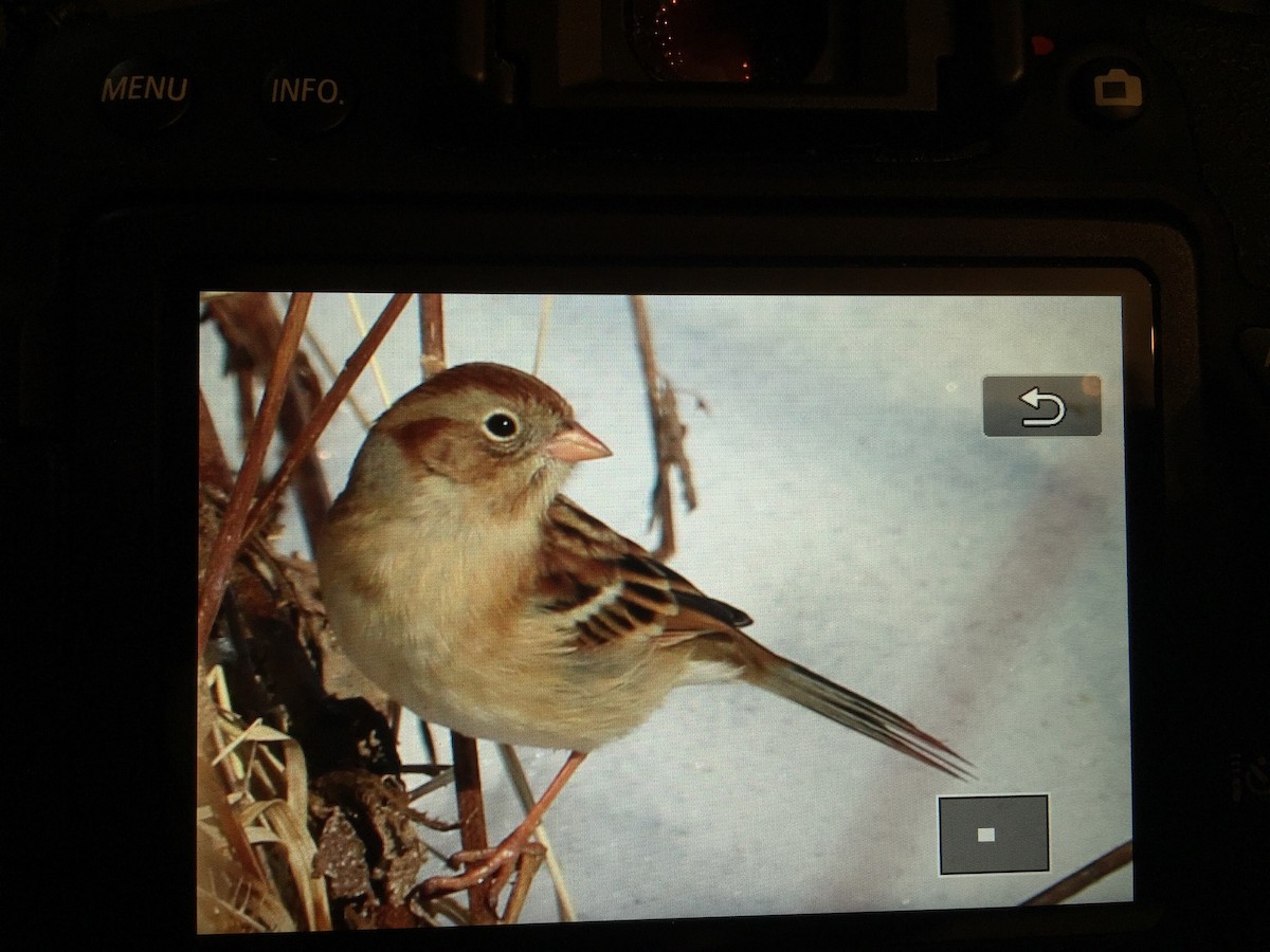 Field Sparrow - ML138713231