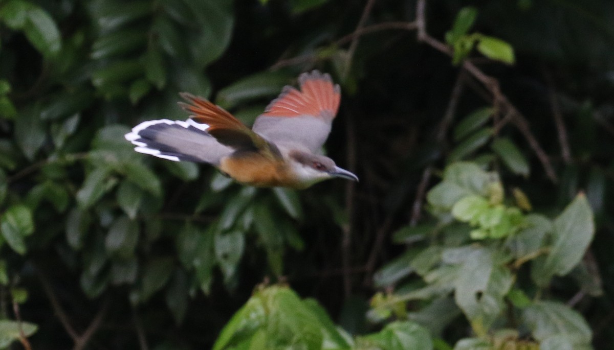 Jamaican Lizard-Cuckoo - ML138713241