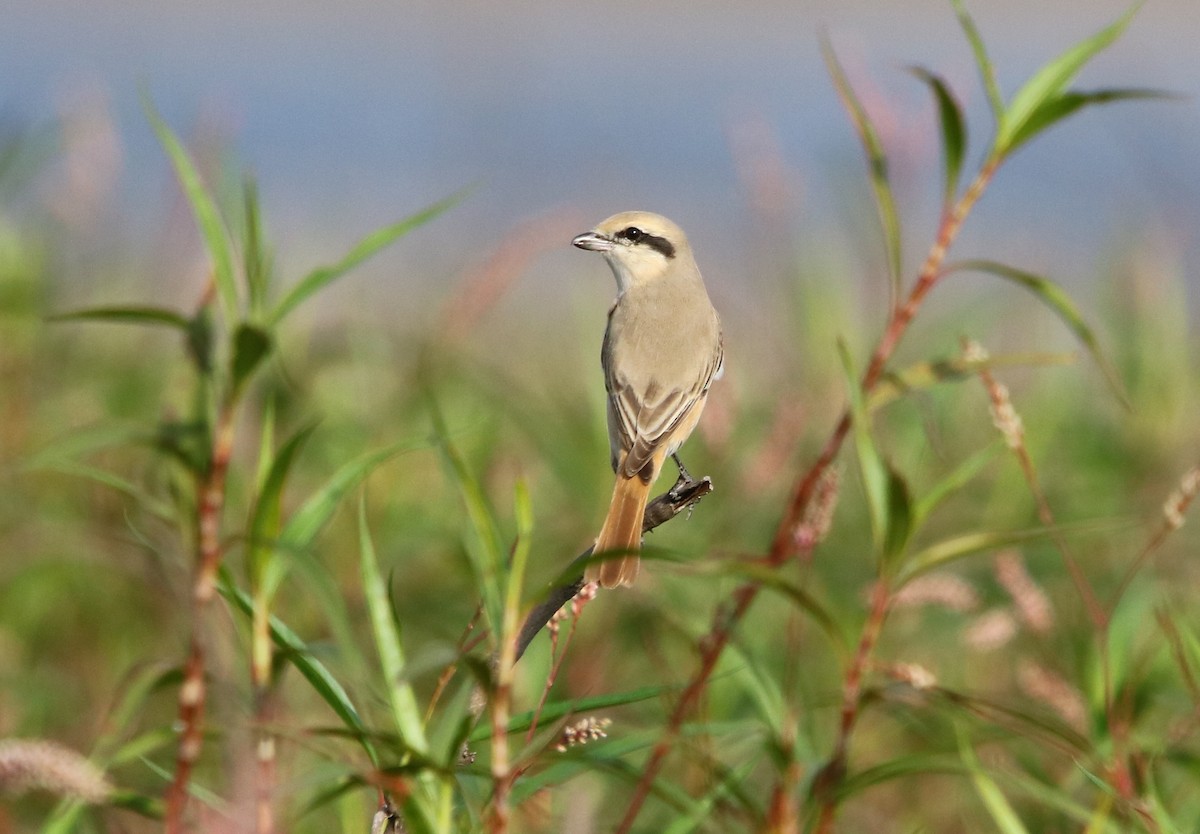 Isabelline Shrike (Daurian) - ML138713691