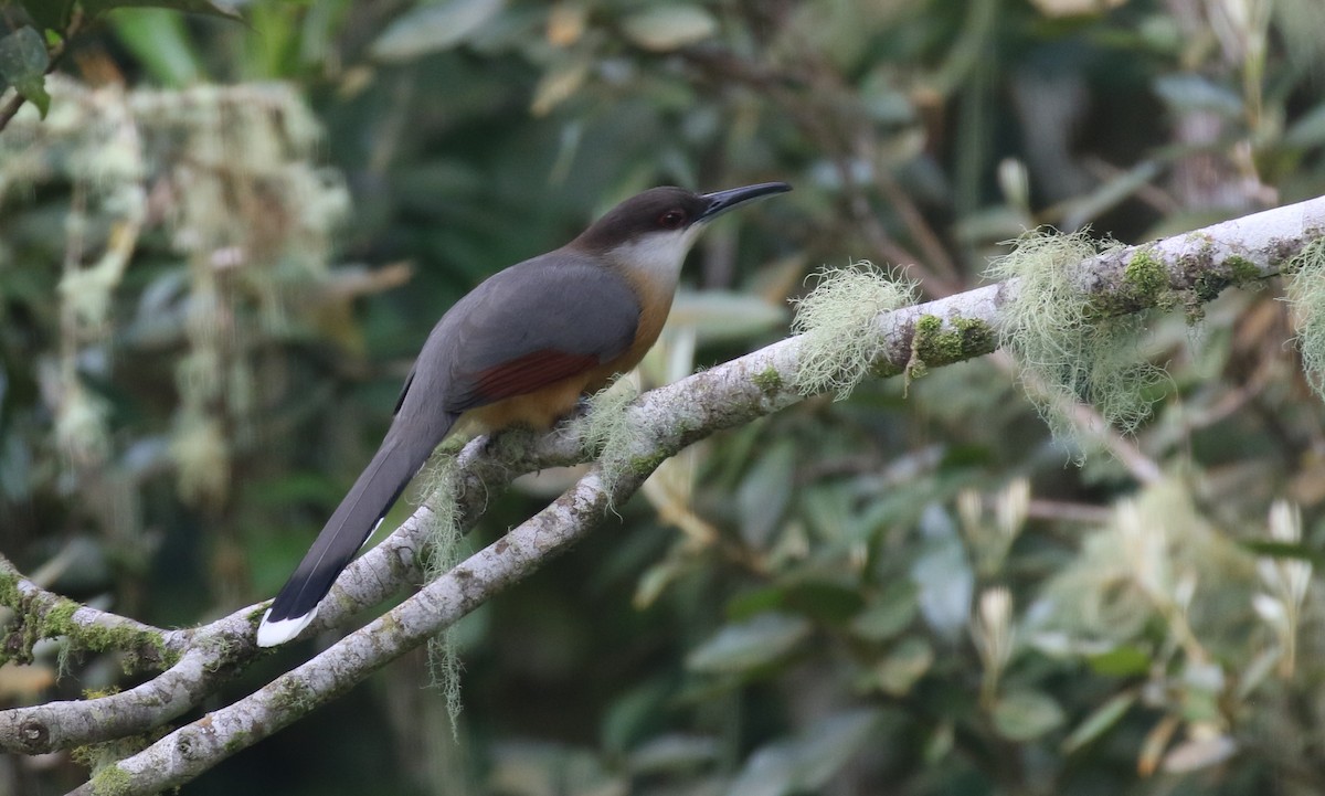 Jamaican Lizard-Cuckoo - ML138713811