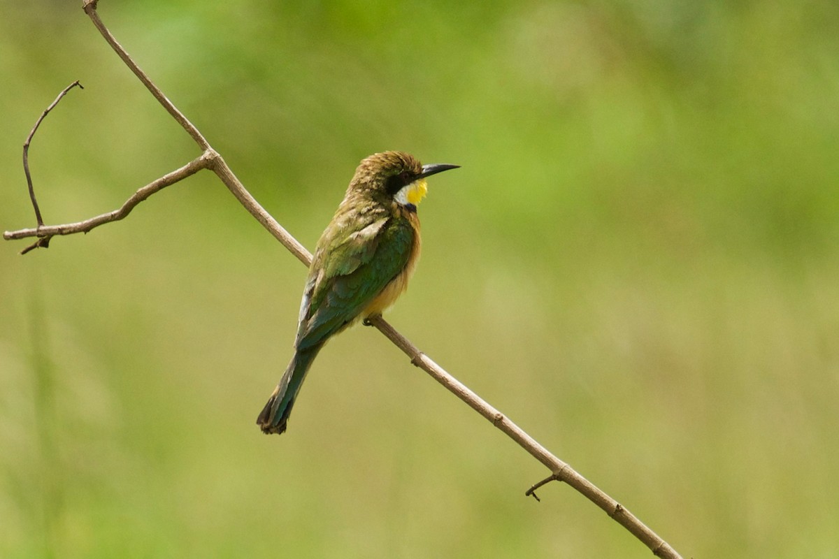Blue-breasted Bee-eater - ML138713841