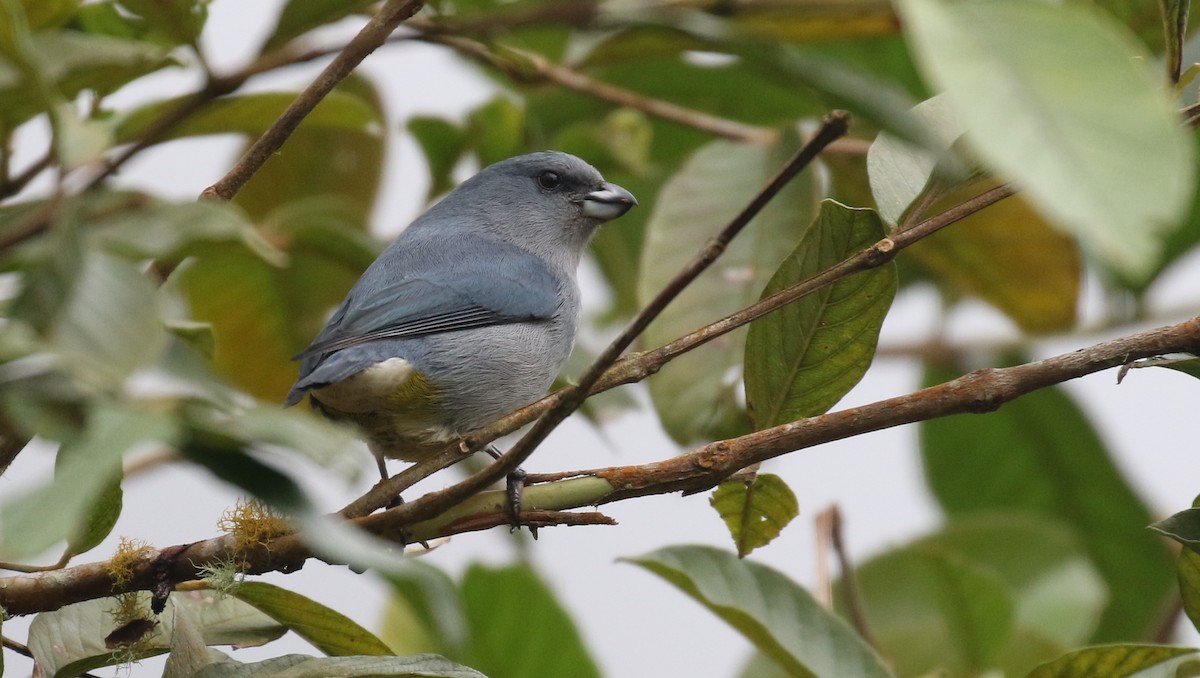 Jamaican Euphonia - ML138713941