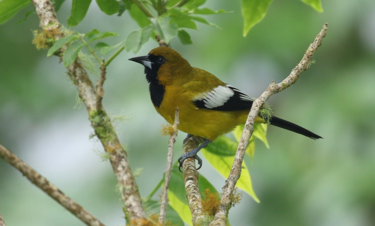 Jamaican Oriole - ML138713951