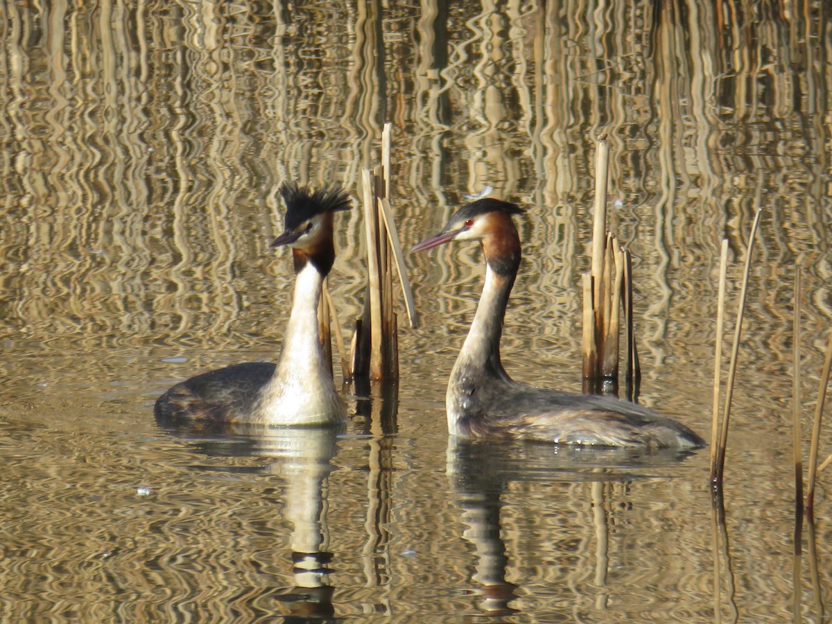 Great Crested Grebe - ML138714041