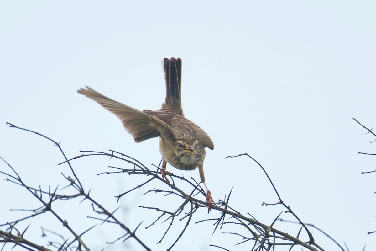 Plain-backed Pipit - ML138714321