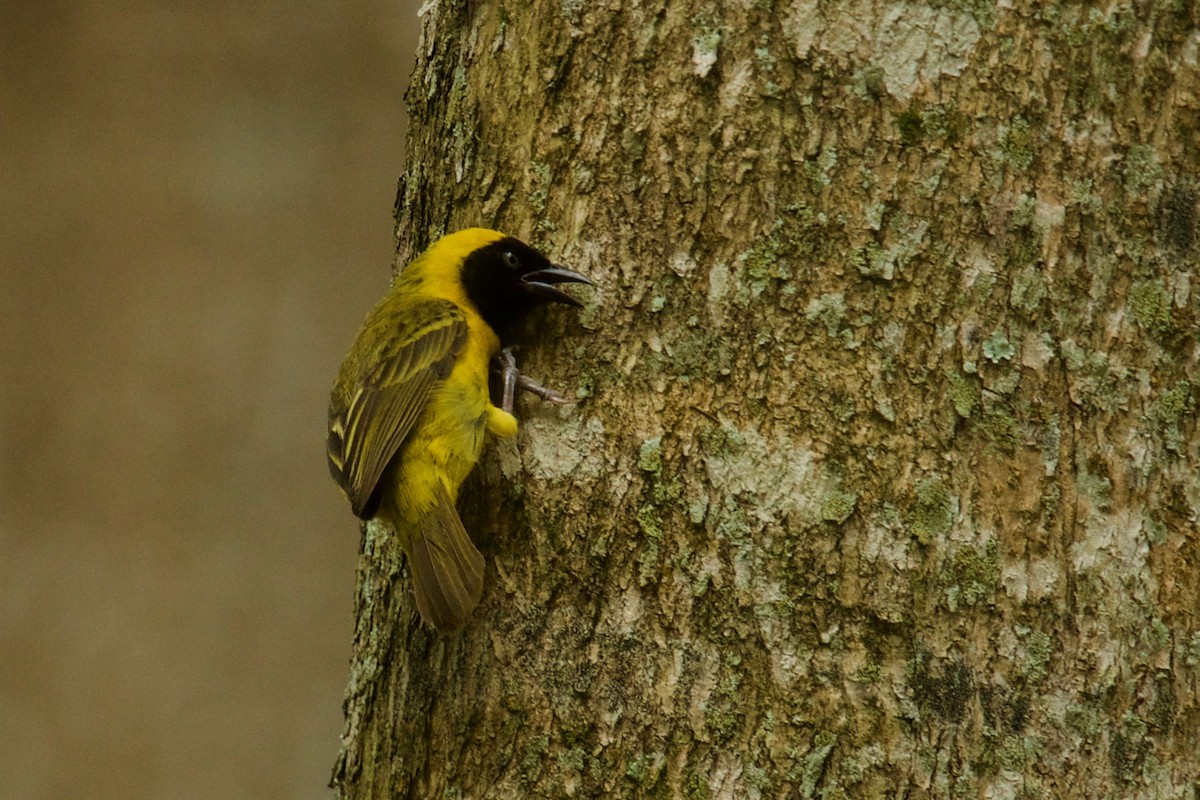 Slender-billed Weaver - ML138714381