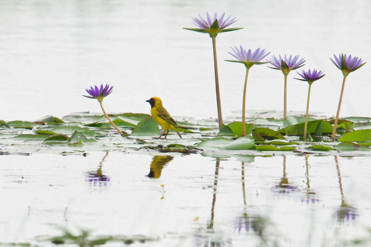 Northern Brown-throated Weaver - ML138714451