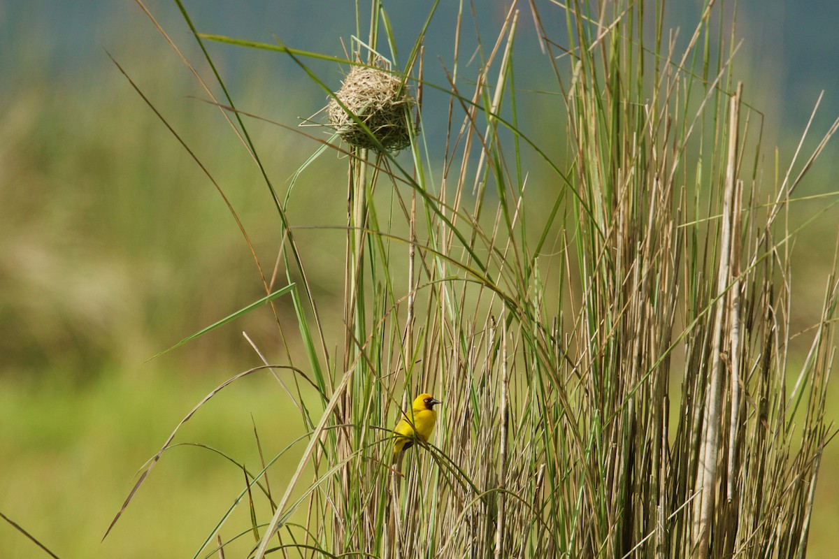 Northern Brown-throated Weaver - ML138714471