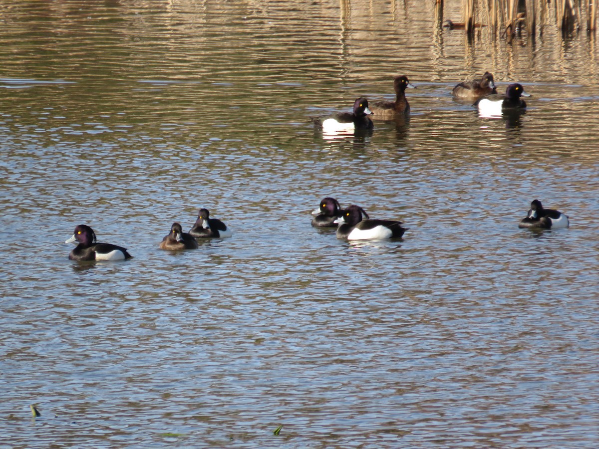 Tufted Duck - ML138714601