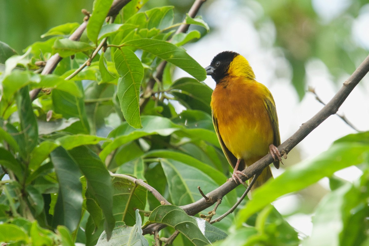 Black-headed Weaver - ML138714751