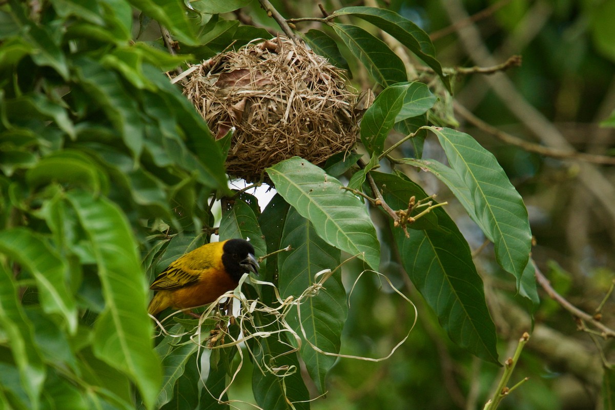 Black-headed Weaver - ML138714761