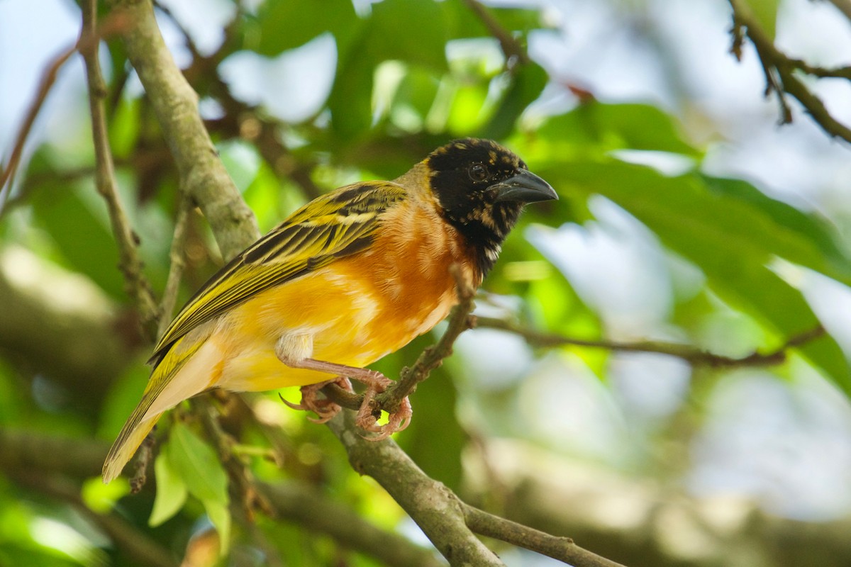 Black-headed Weaver - ML138714781