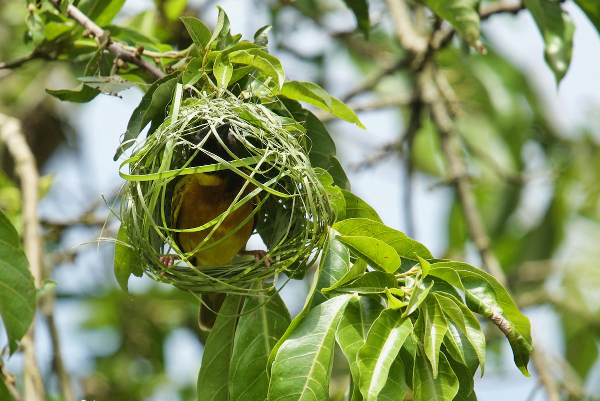 Black-headed Weaver - ML138714791