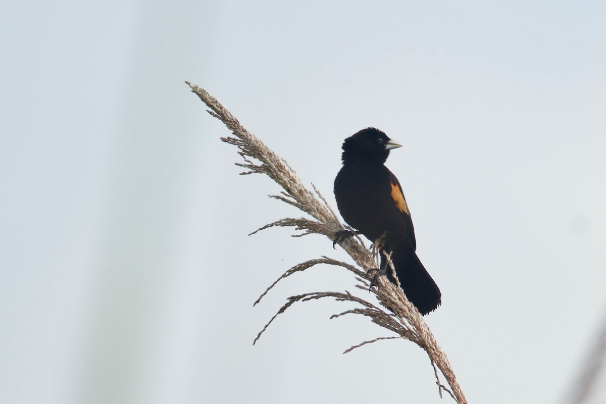 Fan-tailed Widowbird - ML138715021