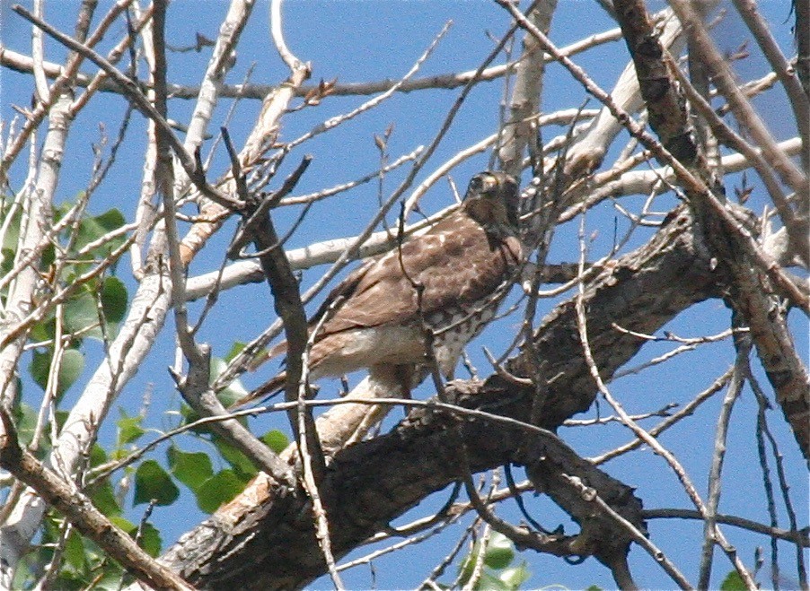 Broad-winged Hawk - ML138715711