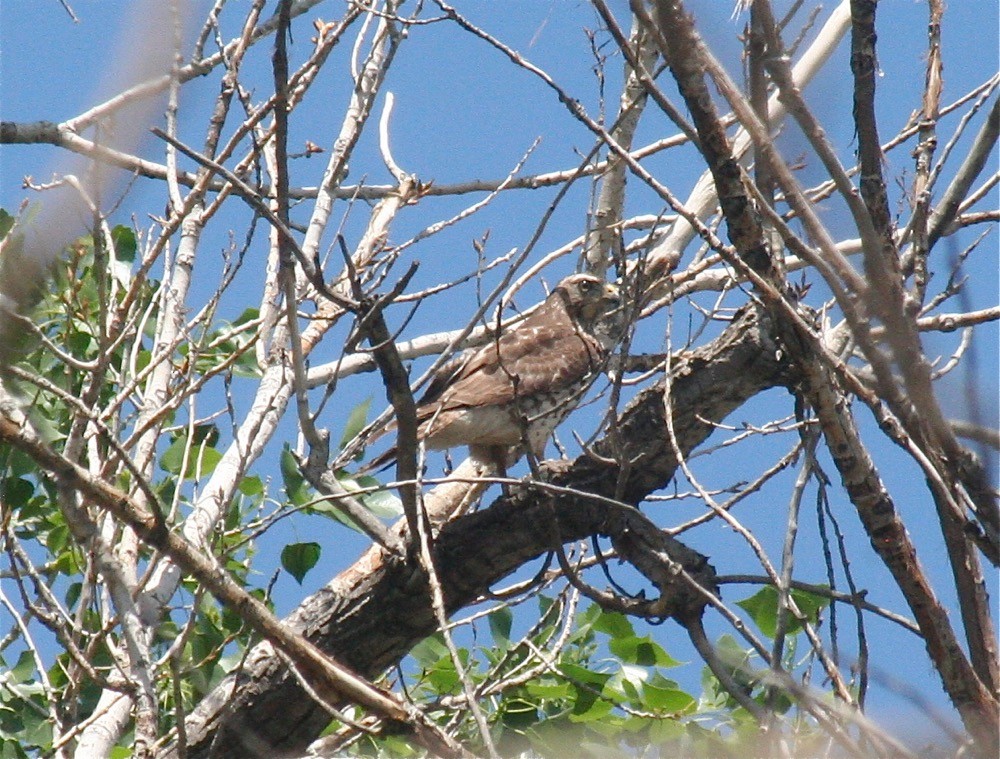 Broad-winged Hawk - ML138715731