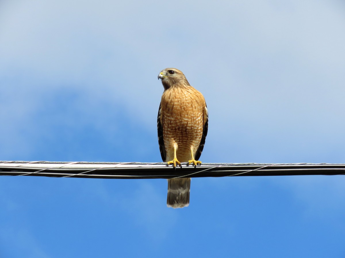 Red-shouldered Hawk - ML138715841