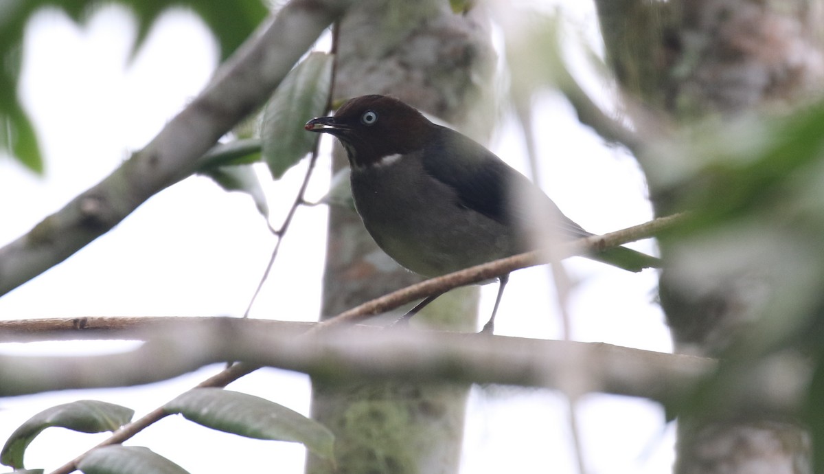 White-eyed Thrush - ML138716521