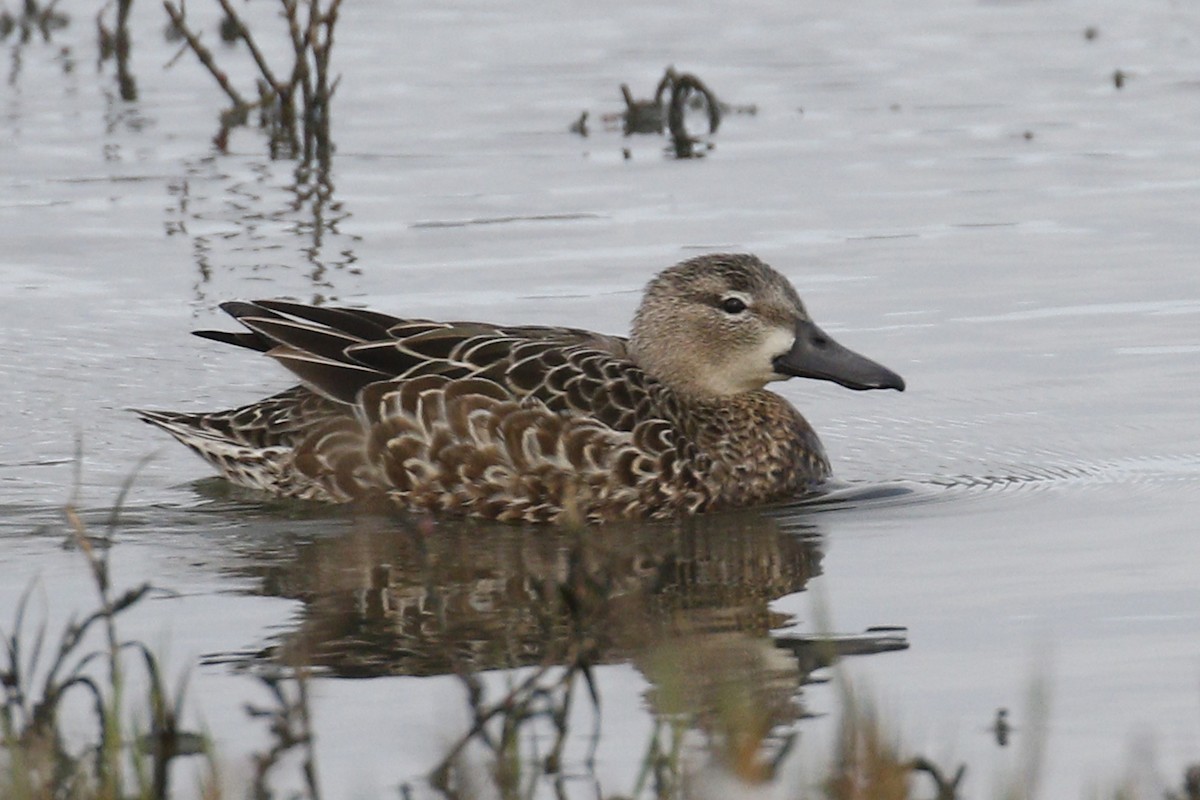 Blue-winged Teal - ML138717371