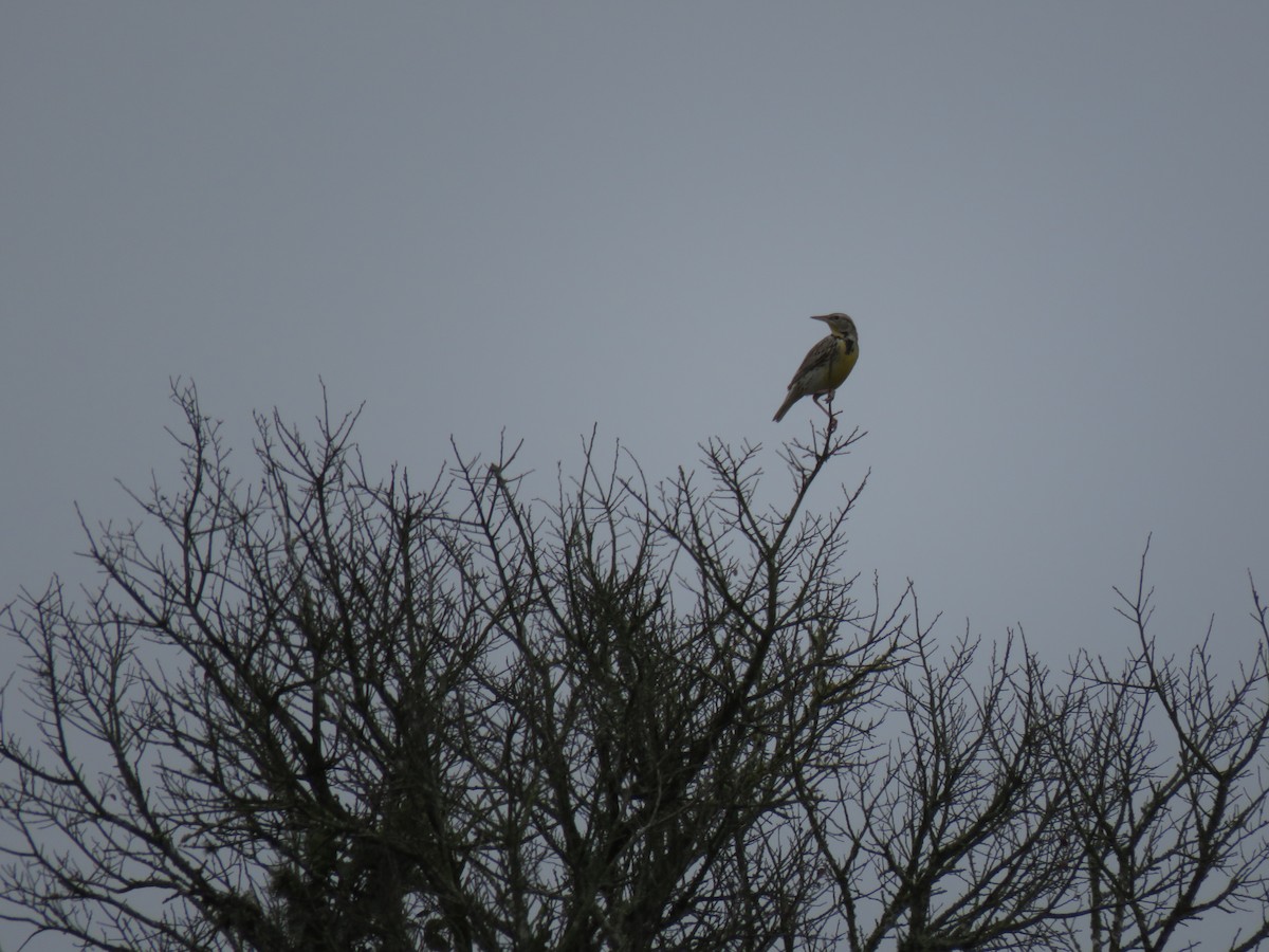 Eastern Meadowlark - ML138717441