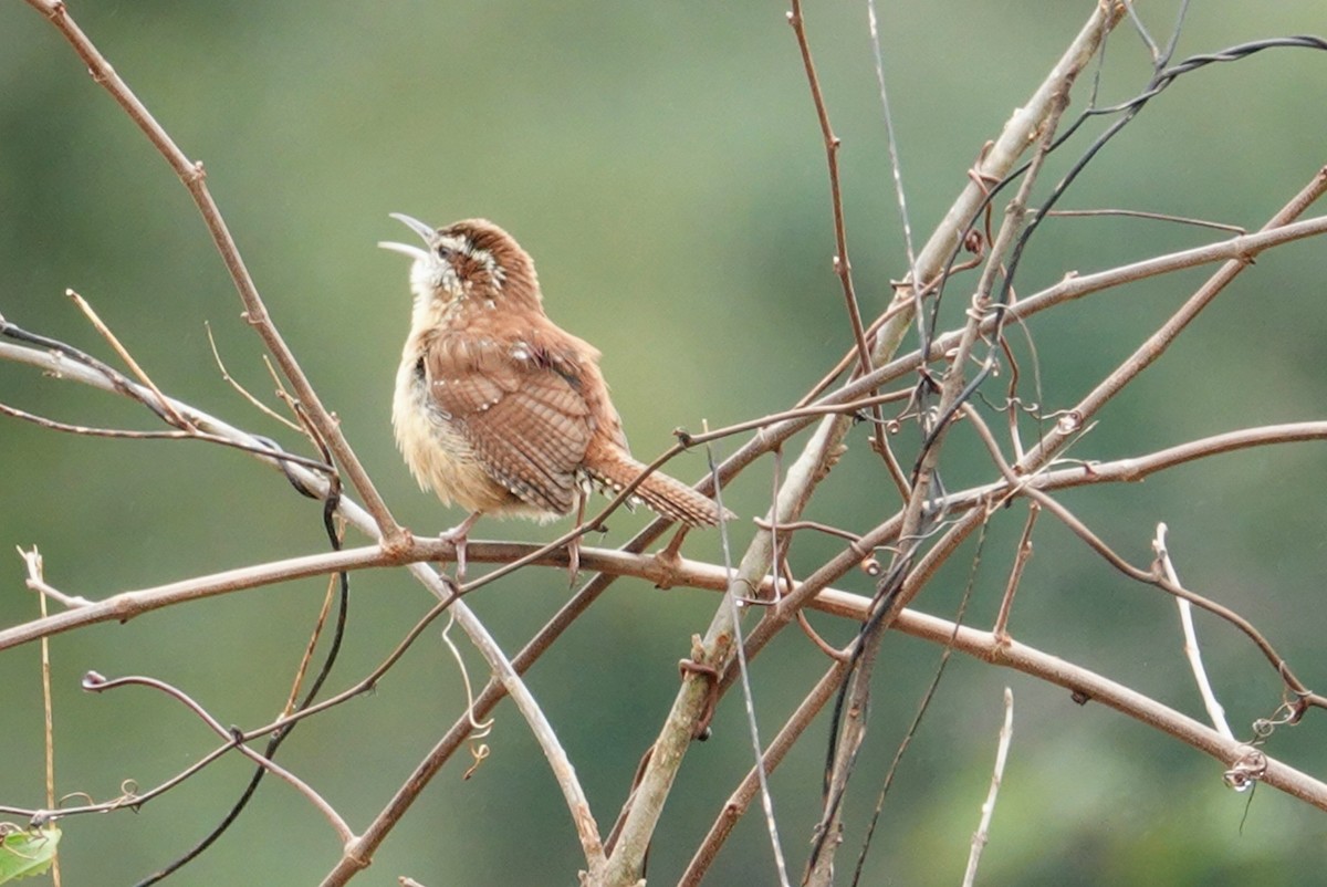 Carolina Wren - ML138717921