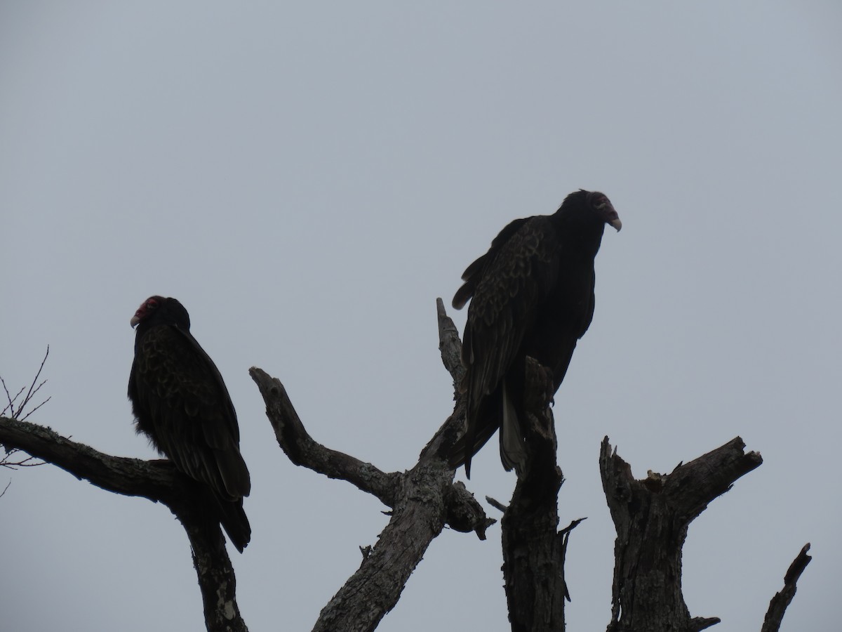 Turkey Vulture - ML138718011