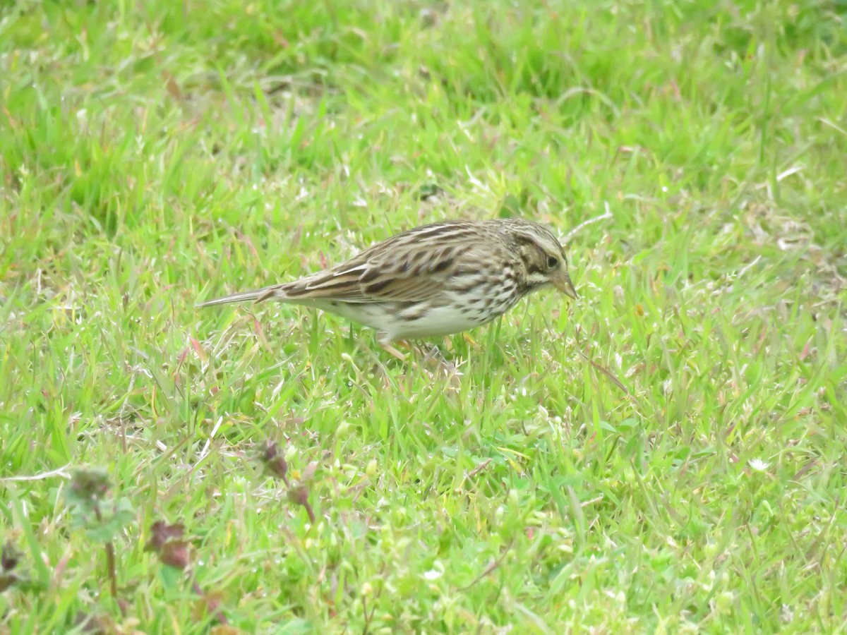 Savannah Sparrow - ML138718231