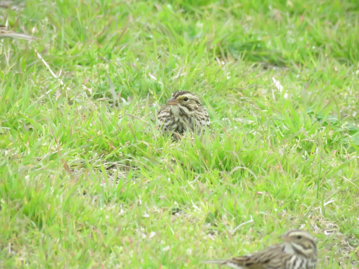 Savannah Sparrow - ML138718241