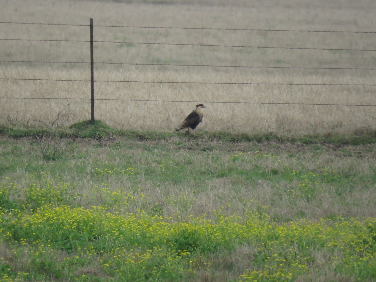 Crested Caracara (Northern) - ML138718391