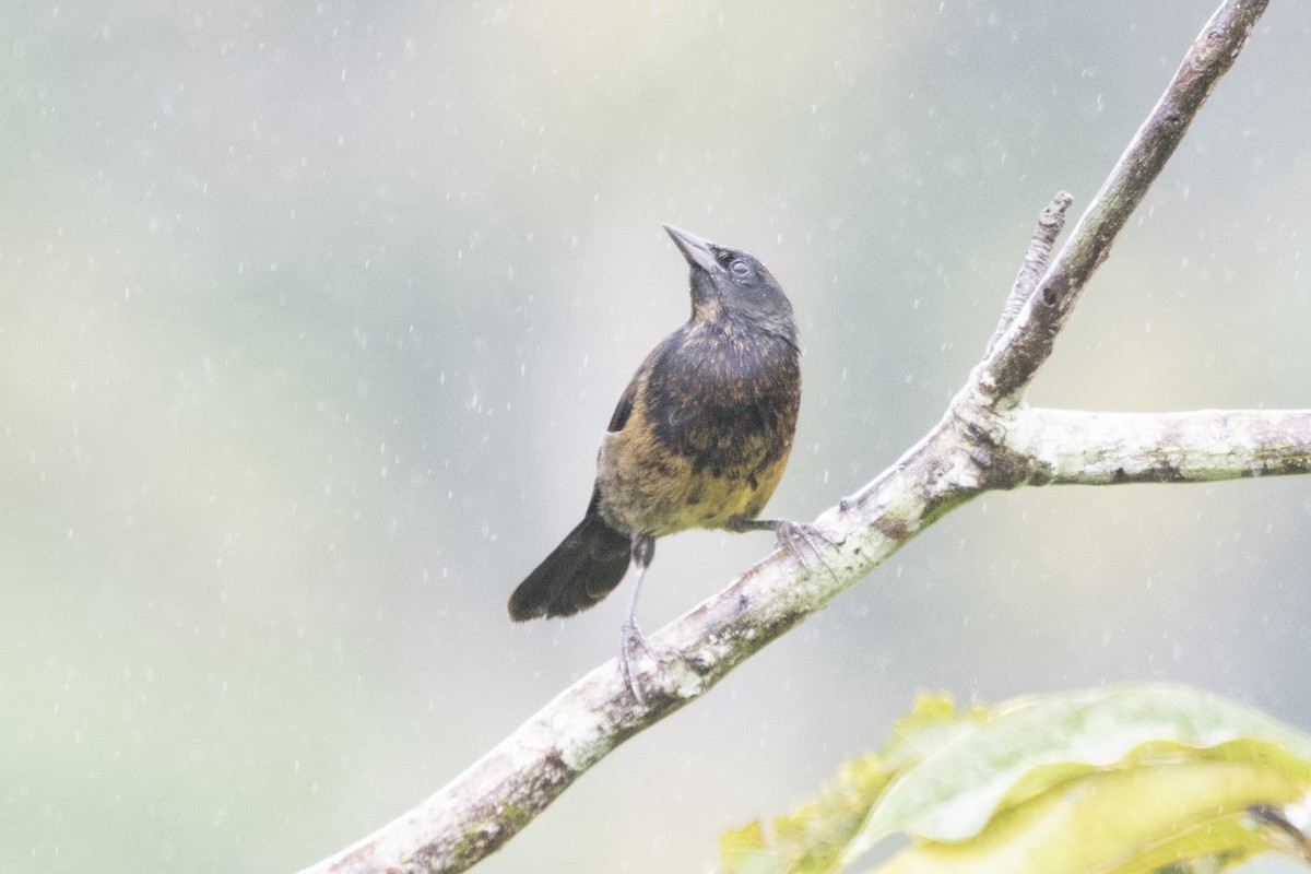 Unicolored Blackbird - ML138718401