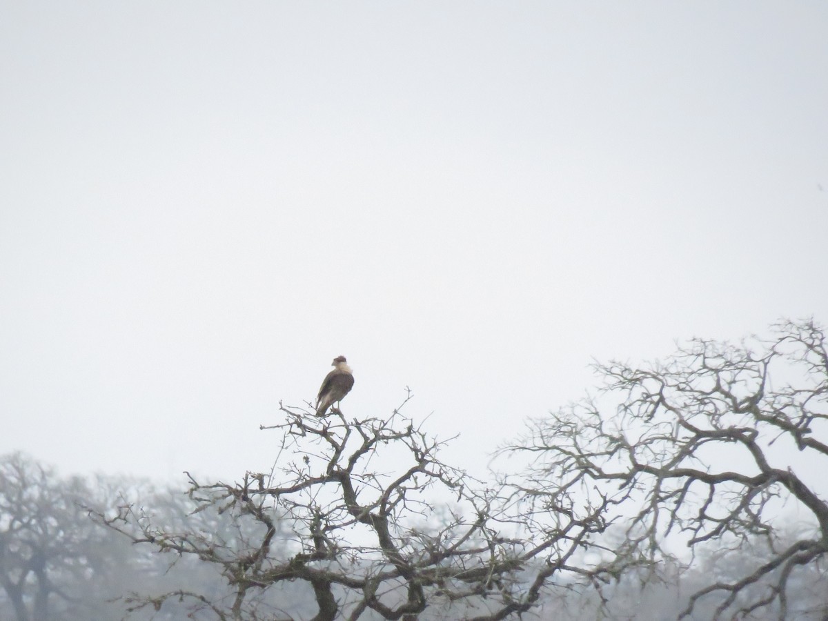 Crested Caracara (Northern) - ML138718441