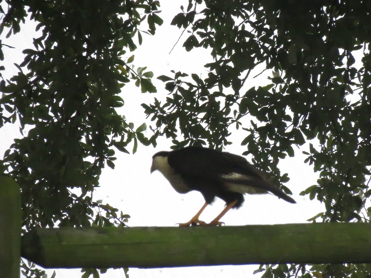 Crested Caracara (Northern) - ML138718461