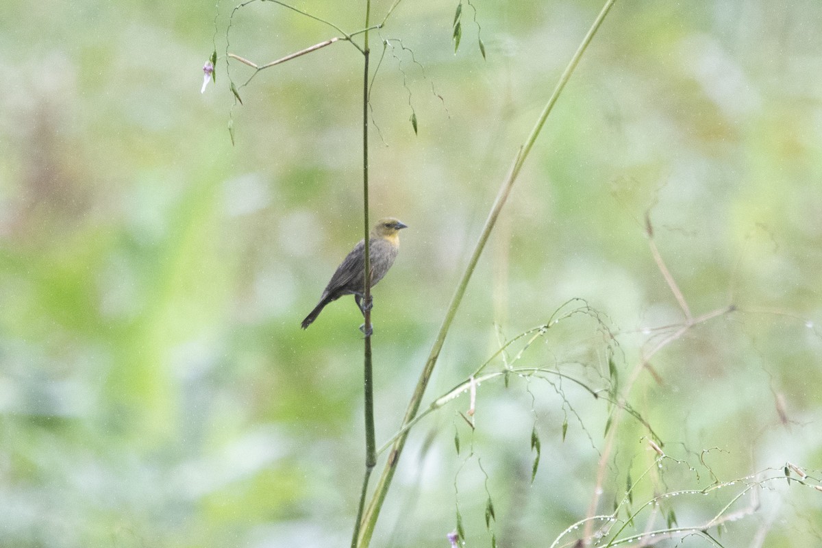 Yellow-hooded Blackbird - ML138718631