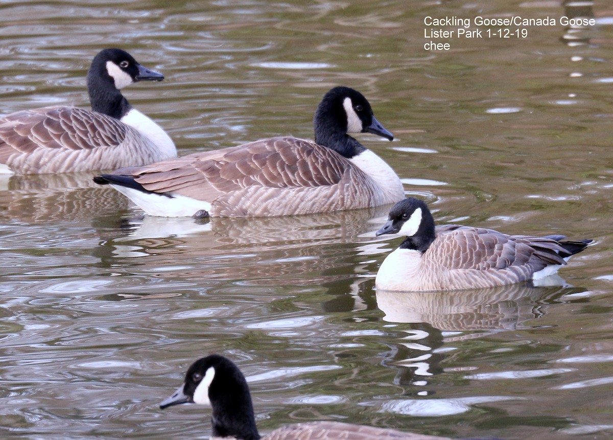 Cackling Goose - ML138719081