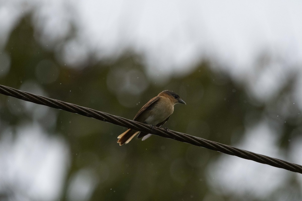 Chestnut-crowned Becard - ML138719171