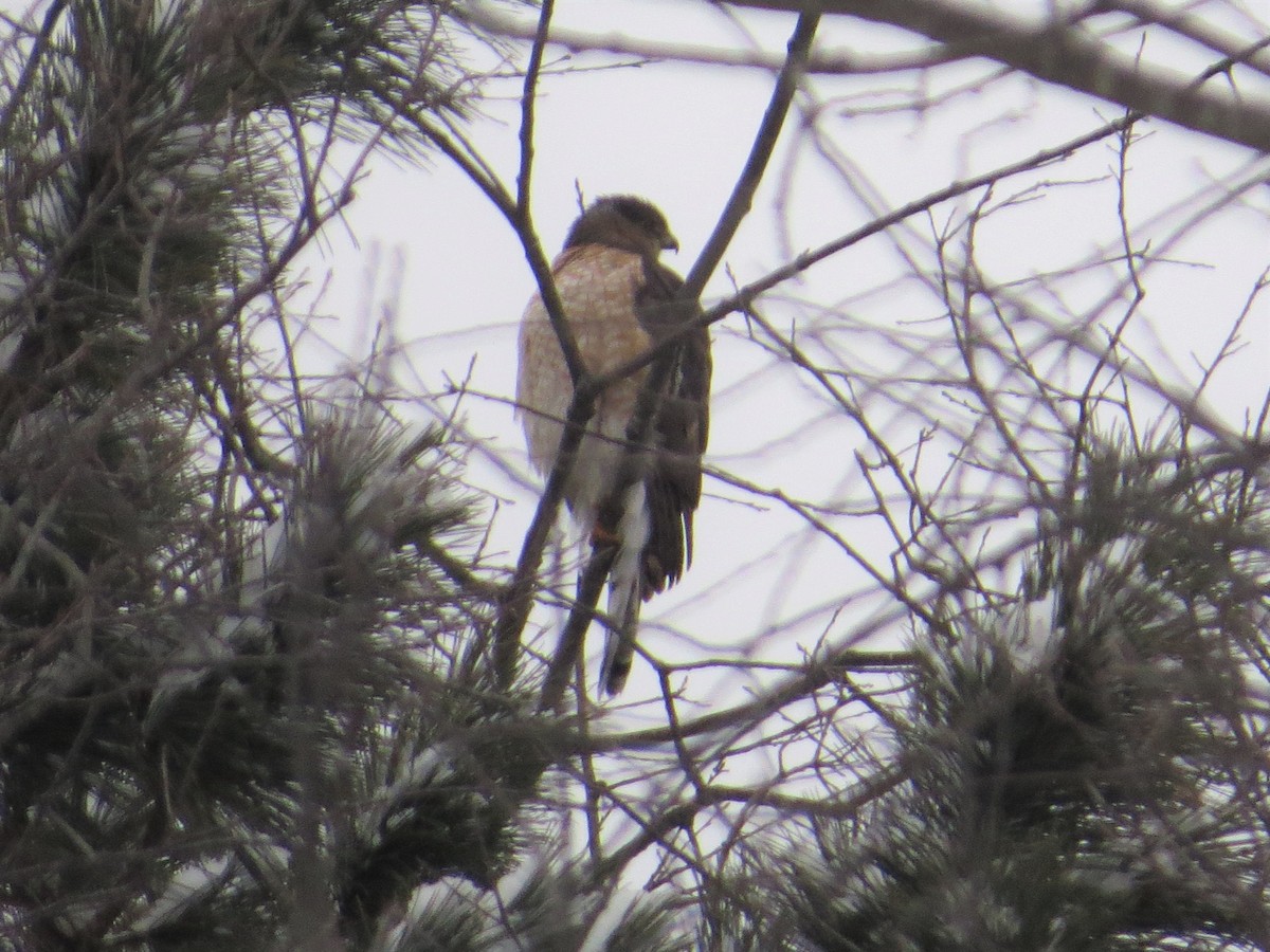 Cooper's Hawk - ML138719471