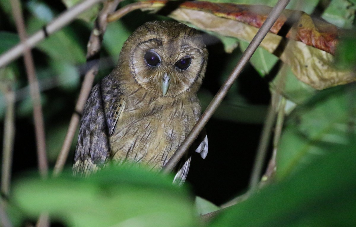 Jamaican Owl - Michael Woodruff