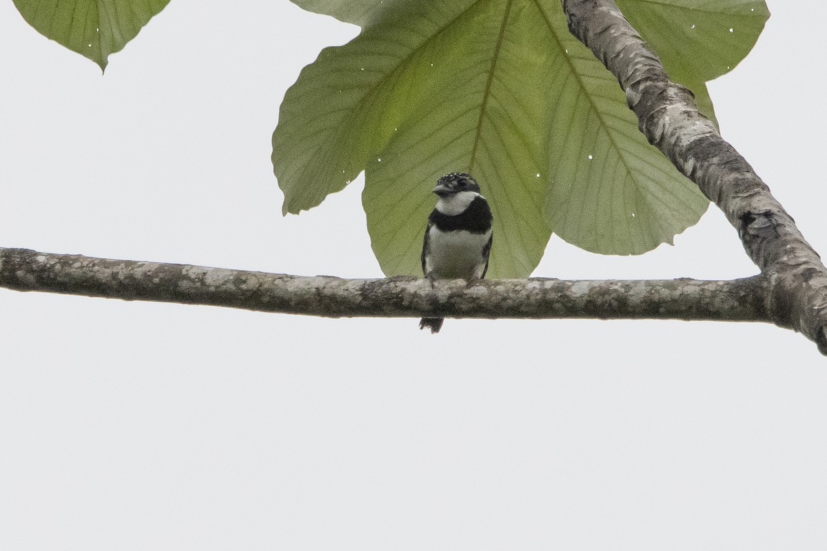 Pied Puffbird - ML138720131