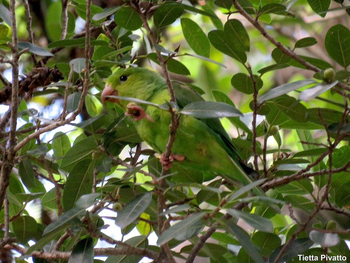 Plain Parakeet - Maria Antonietta Castro Pivatto